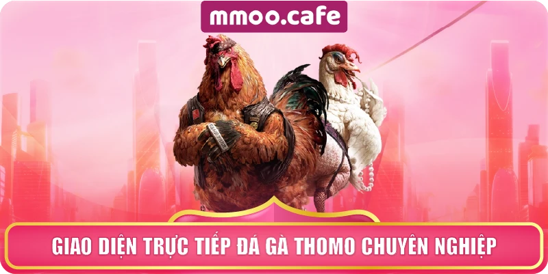 Giao diện trực tiếp Đá Gà Thomo chuyên nghiệp